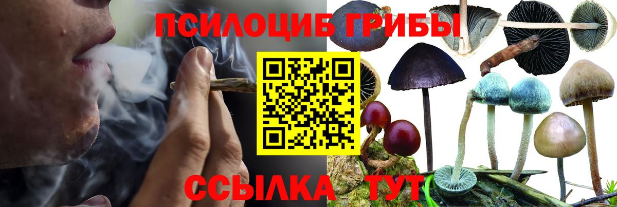 Псилоцибиновые грибы Cubensis Ачинск